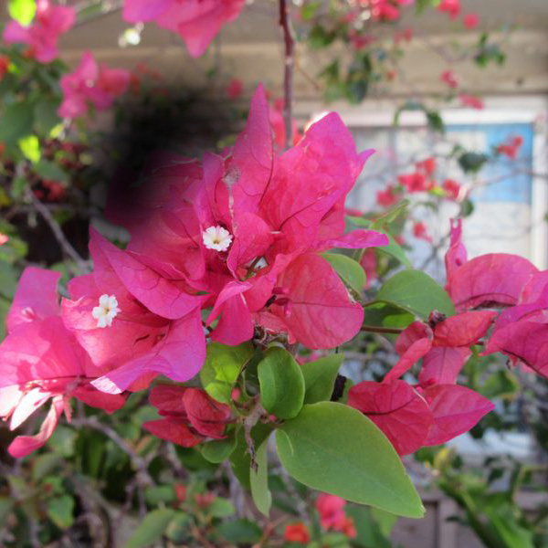 緑内障の進行イメージ：初期