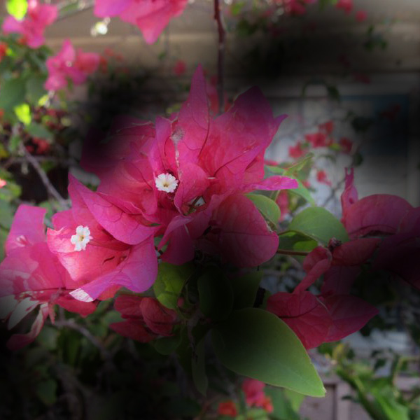 緑内障の進行イメージ：後期